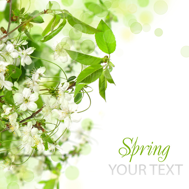 Весенний цветок границы - абстрактный цветочный фон
 - Фото, изображение