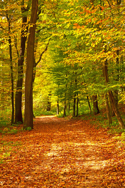 Golden vivid autumn in forest - Foto, immagini