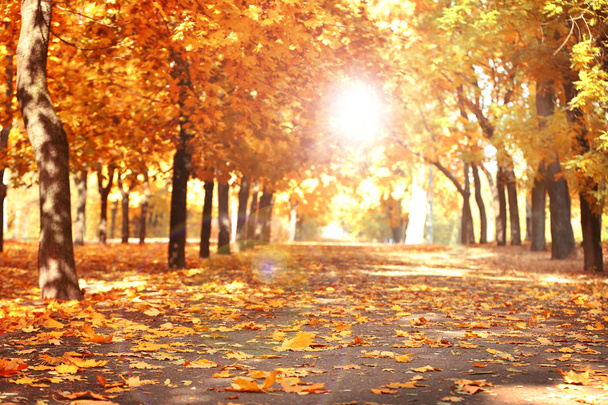 Beautiful autumnal park - Valokuva, kuva