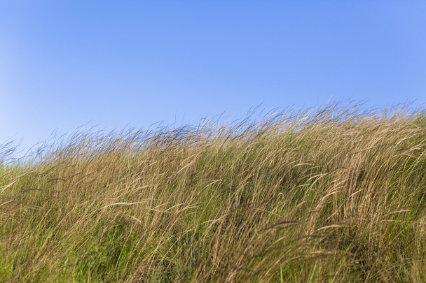 Fű mező, vidék - Fotó, kép