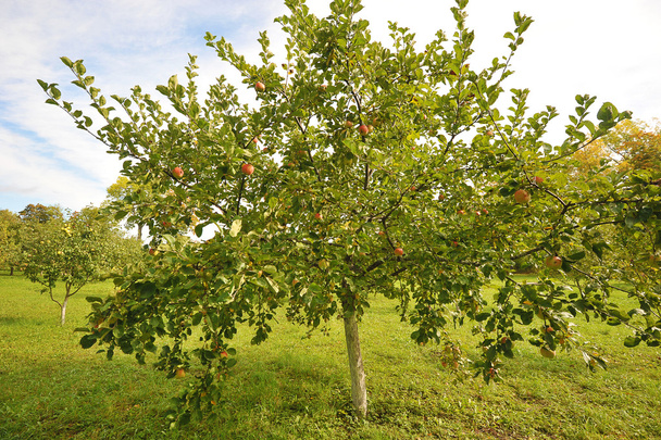 mladých jabloní s červenými jablky - Fotografie, Obrázek