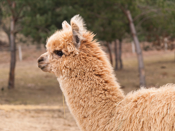 No sheared llama - Photo, Image