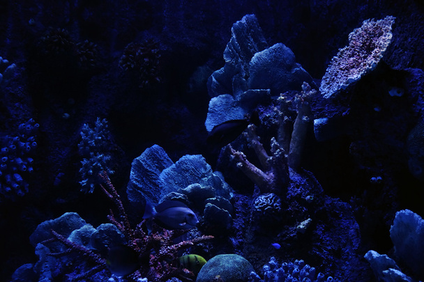 beautiful blue Corals  - Foto, Imagen