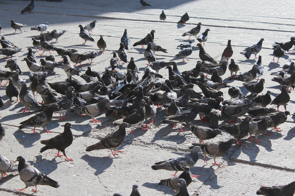 many pigeons feeding on the road - 写真・画像