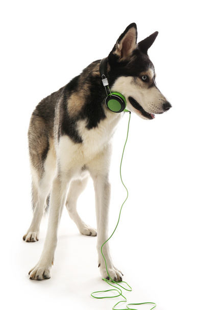 Siberian Husky with headphones - Foto, afbeelding