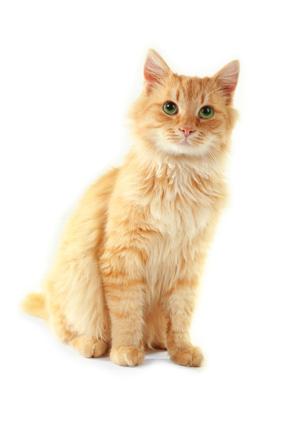 Fluffy red cat isolated on white background - Zdjęcie, obraz