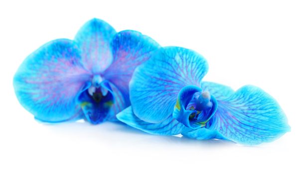 Beautiful blue orchid - Foto, afbeelding