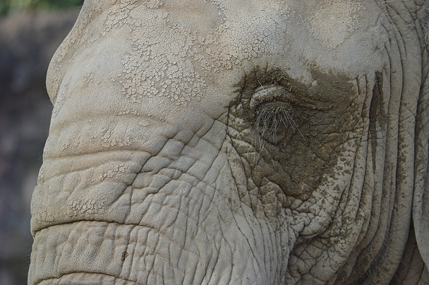 The image of elephant - Fotografie, Obrázek