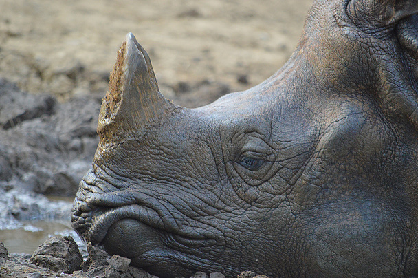 La imagen del rinoceronte en el zoológico
 - Foto, Imagen