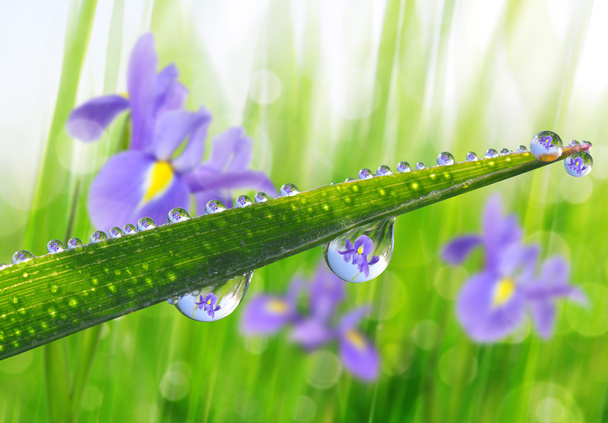 Verse groene gras met dauw druppels close-up. - Foto, afbeelding