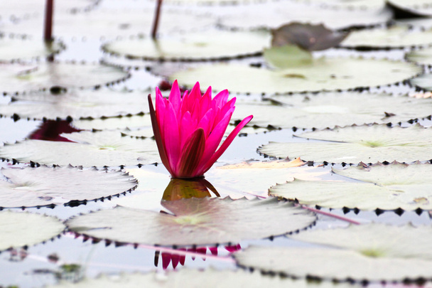 de poel van water lily, udonthani, thailand - Foto, afbeelding