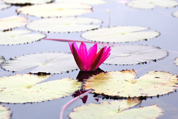 The Lake of water lily, Udonthani, Thailand - Photo, Image