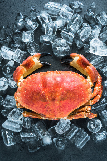 Whole crab on dark slate and ice - Foto, afbeelding