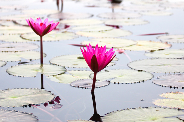 de poel van water lily, udonthani, thailand - Foto, afbeelding