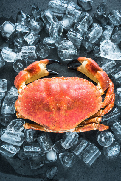 Whole crab on dark slate and ice - 写真・画像