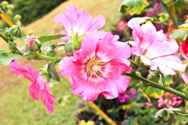 ピンク葵 (タチアオイ) の花 - 写真・画像