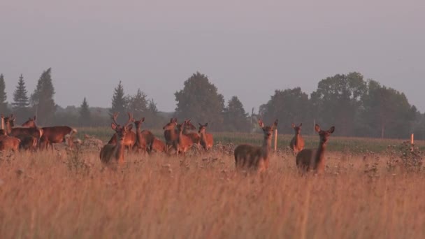 stada zwierząt jeleni uprawianych w ogrodzonym polu niewoli. 4K - Materiał filmowy, wideo
