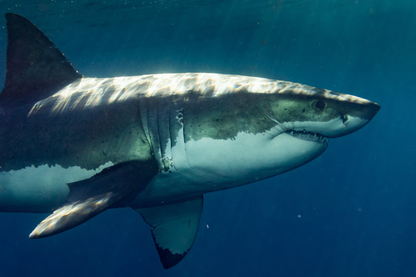 Büyük beyaz köpekbalığı saldırı için hazır - Fotoğraf, Görsel