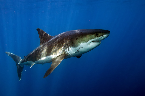 Nagy fehér cápa készen áll a támadásra - Fotó, kép