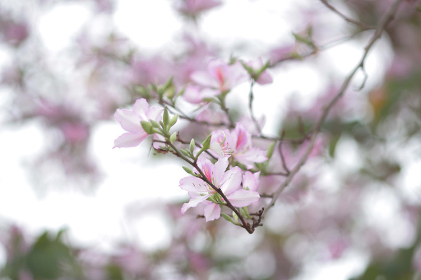 la flor de bauhinia en primavera
 - Foto, Imagen