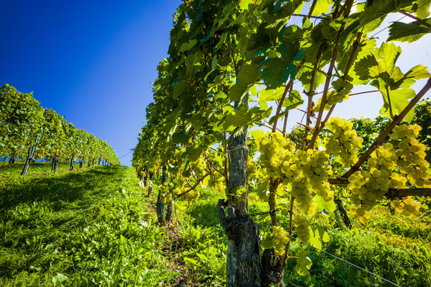 weintrtauben on the vine in the vineyard - Photo, Image