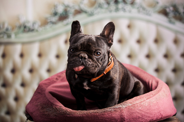 a french bulldog - Photo, Image