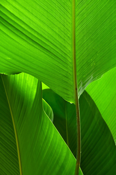 Green leaf large. - Φωτογραφία, εικόνα