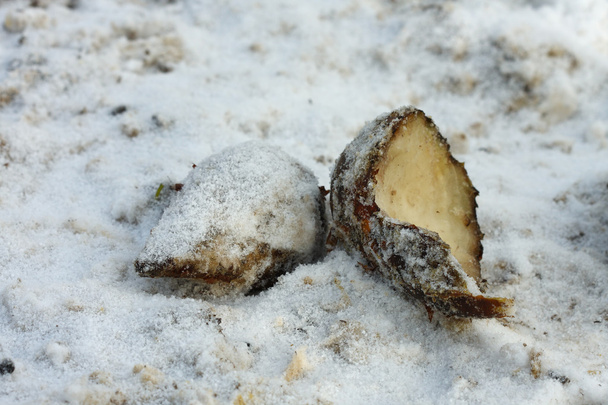 Remolacha azucarera para la alimentación de animales en la nieve
 - Foto, Imagen
