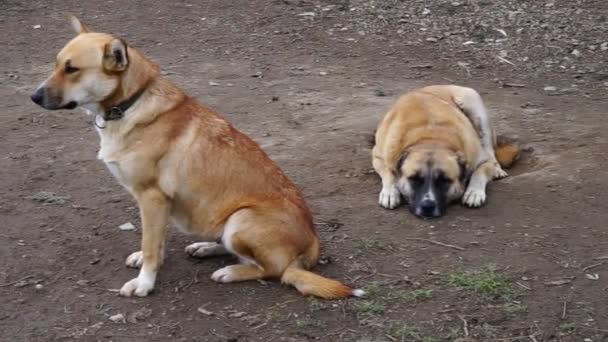 verschillende rassen van honden spelen in de tuin van de kennel - Video