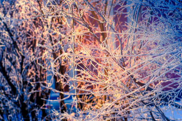 Frosty abstraktní větev se sněhem v zimě - Fotografie, Obrázek