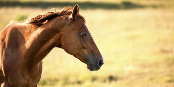 Cavalo no campo - Foto, Imagem