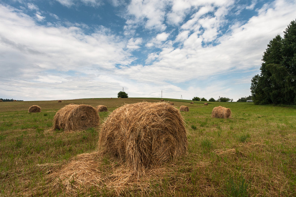Hay bales on field in Latvia - Photo, Image
