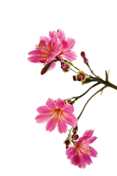 rosa Blüten von Pyrenäen-Steinbrech  - Foto, Bild