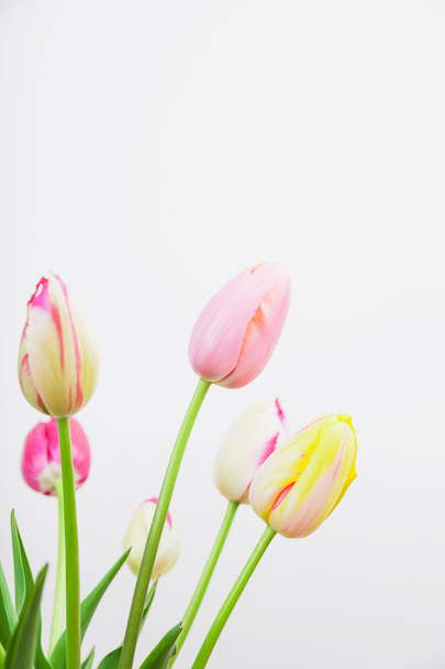 Colorful spring tulips - Фото, зображення