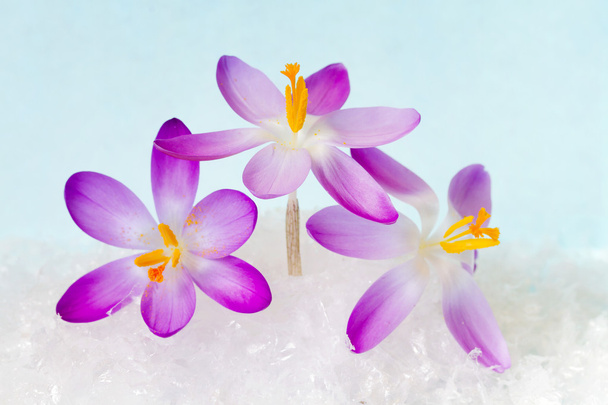 Crocus flowers in the snow - Φωτογραφία, εικόνα