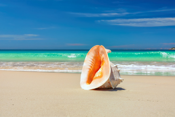 Shell na praia - Foto, Imagem