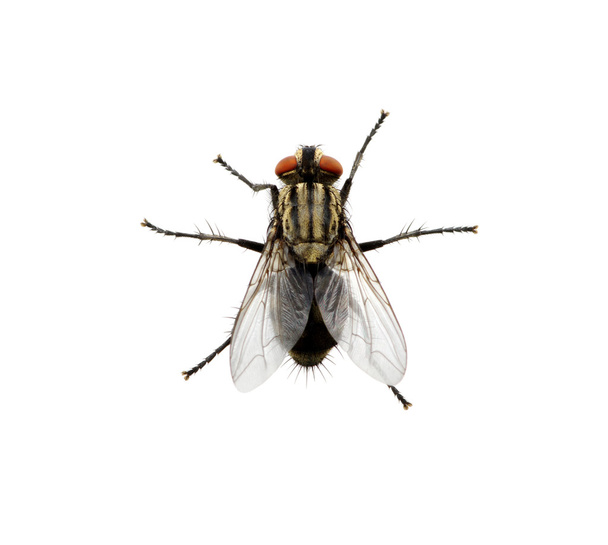 fly on a white - Photo, Image