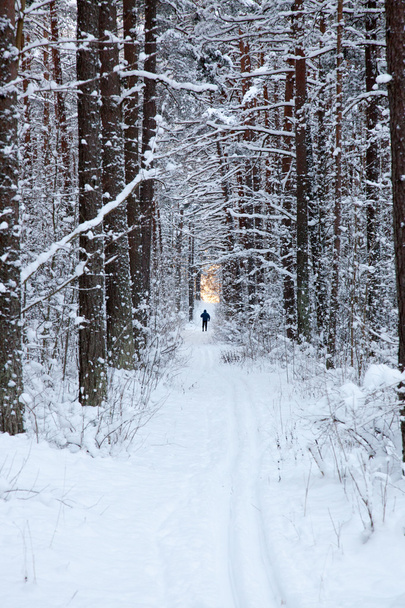 冬の森の中でスキーヤー - 写真・画像