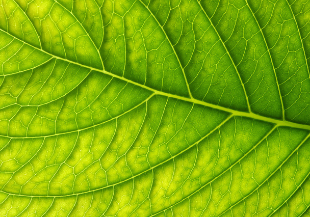 green leaf texture - Фото, изображение