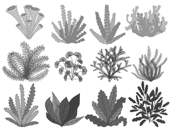 Raccolta di piante marine
 - Vettoriali, immagini