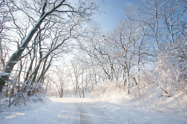 forest road in winter landscape - Foto, Imagen