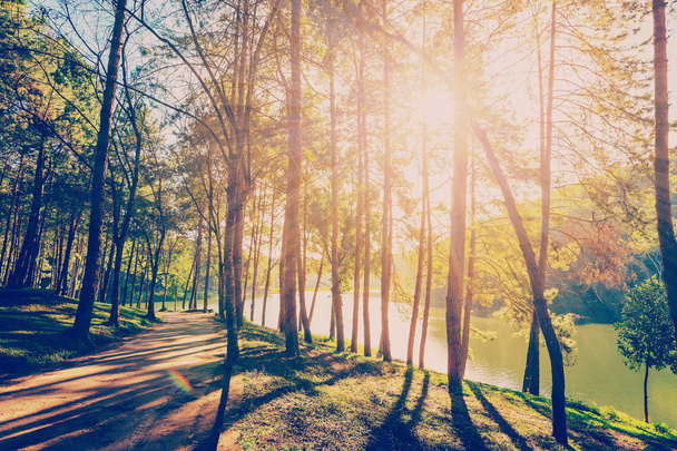 a napfény és árnyék napfelkeltekor a vinta fenyő erdő - Fotó, kép