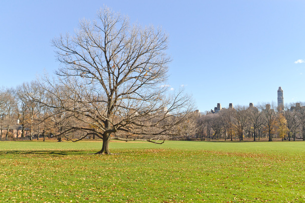 Tree at Central Park - Fotoğraf, Görsel