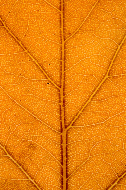 a tree in a leaf - Foto, Imagen