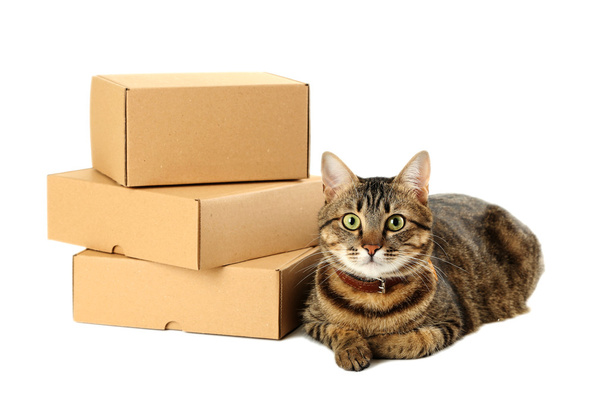 Empty cardboard boxes with cat - Фото, изображение