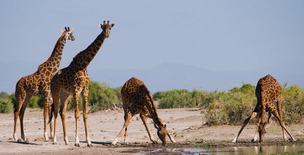 Group wild giraffes - Foto, Imagem