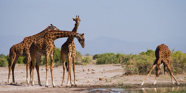 Group wild giraffes - Fotoğraf, Görsel