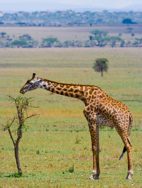 One giraffe (Giraffa camelopardalis) - 写真・画像