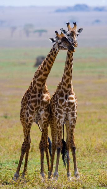Giraffes in savanna outdoors - Photo, Image