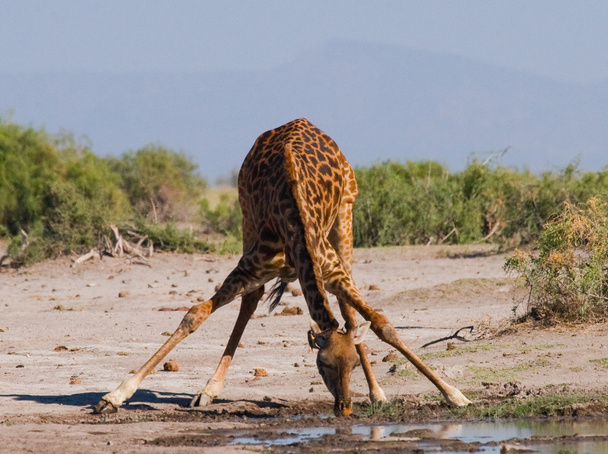One giraffe (Giraffa camelopardalis) - Zdjęcie, obraz